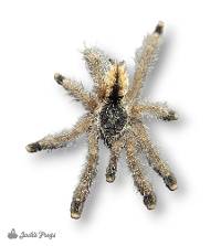 Amazonian Pink Toe Tarantula - Avicularia juruensis | 2 inch (Captive Bred)