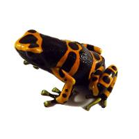 Dendrobates leucomelas '1995 Import' (Captive Bred) - Bumblebee Dart Frog
