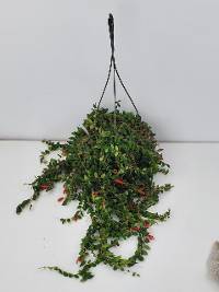 Aeschynanthus 'Gracilis' (8 inch hanging basket)