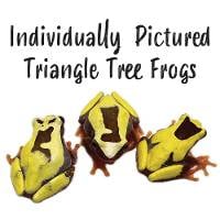 Triangle Tree Frogs - Dendropsophus triangulum (Individually Pictured)