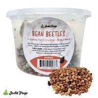 Josh's Frogs BEAN Beetle Culture (16 oz.)