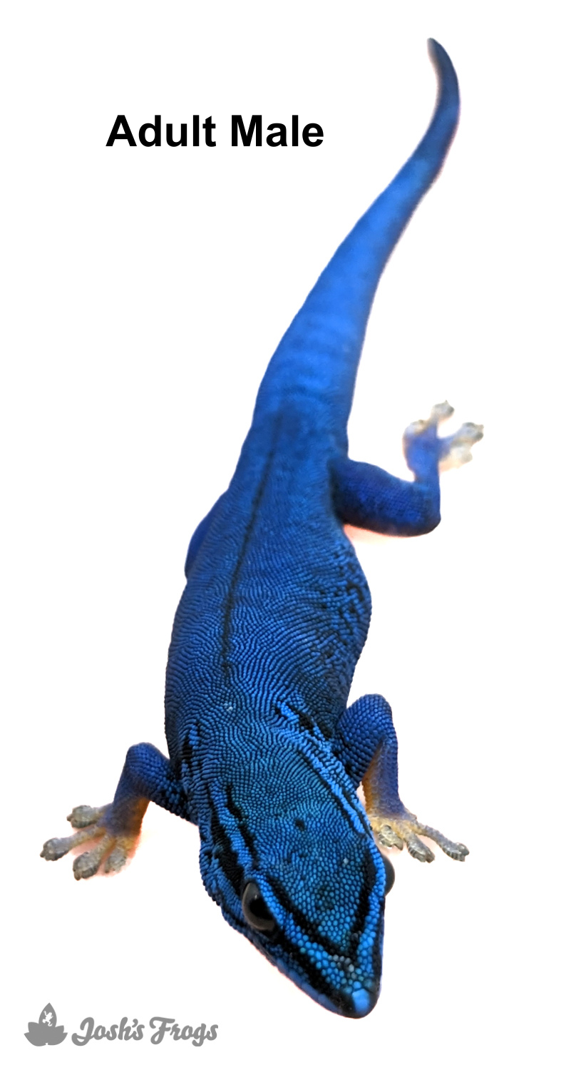Electric Blue Day Gecko - Lygodactylus williamsi (Captive Bred)