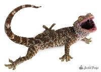 Hypomelanistic/Reduced Pattern Tokay Gecko - Gekko gecko (Captive Bred)