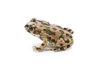 African Green Toad - Bufotes boulengeri (Captive Bred)