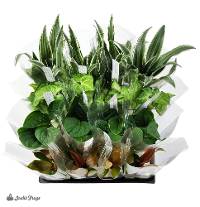 Assorted Tropical Plant Wholesale Vivarium Bundle (16 Plants)
