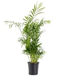 Chamaedorea elegans - Neanthe bella (Parlor Palm) - 4" Pot