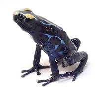 Dendrobates tinctorius 'True Sipaliwini' (Captive Bred) - Dyeing Poison Arrow Frog
