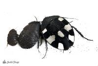 Domino Roach (Therea petiveriana) - 10 nymphs
