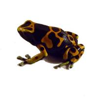 Dendrobates leucomelas 'Guyana Yellow' (Captive Bred) - Bumblebee Dart Frog
