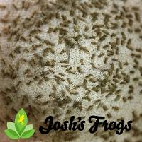 Pinhead Banded Crickets (500 Count)