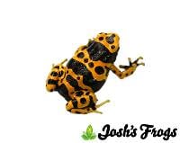 Bumblebee Dart Frog (Captive Bred)