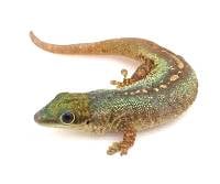 Robert Merten's Day Gecko - Phelsuma robertmertensi (Captive Bred)