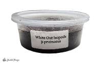 Porcellionides pruinosus 'White Out' Isopods (10 count)