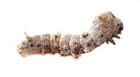 Silkworms (25 Count - Small)