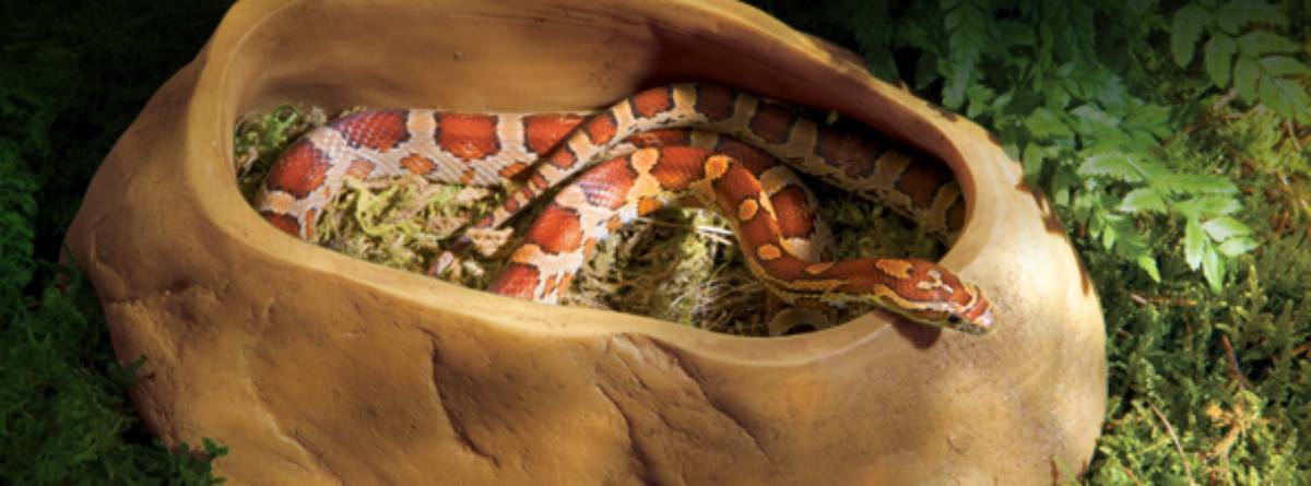 Snake Cave - 3 sizes