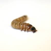 Superworms (200 Count)