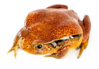Tomato Frog - Dyscophus guineti (Captive Bred)