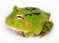 Tricolor Fantasy Pac-Man Frog - Ceratophrys cranwelli/cornuta (Captive Bred)