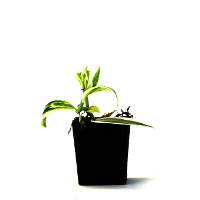 Vanilla planifolia 'Super Variegated' Vanilla Orchid