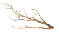Galapagos Staghorn Branch (13-18 inch)