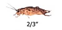 Timberline Vita-Bugs 2/3" Crickets (1000 count)