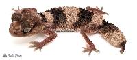 Adult Female Northern Banded Knob-Tailed Gecko - Nephrurus cinctus (captive-bred)
