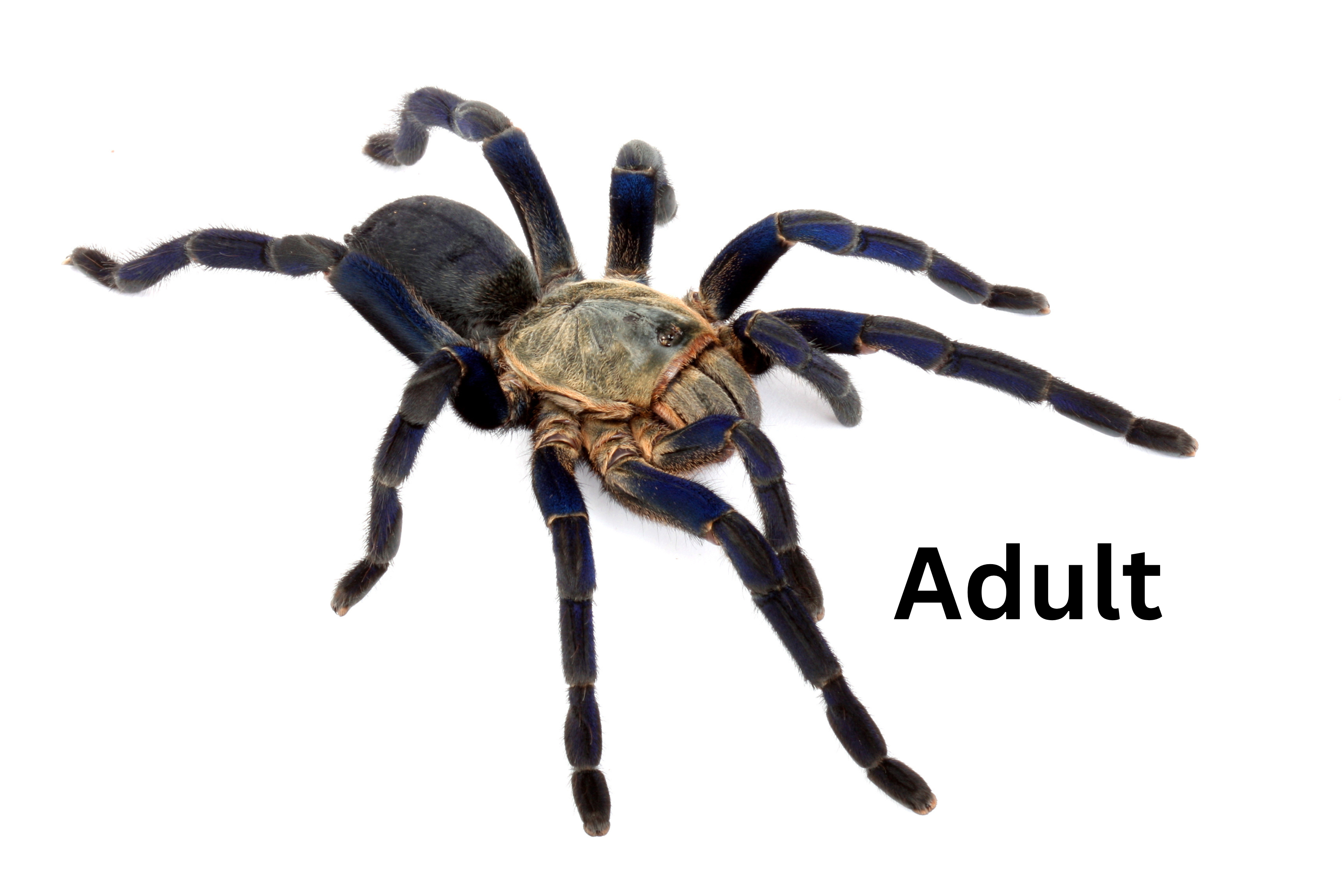 Cobalt Blue Tarantula - Cyriopagopus lividus | 1 inch (Captive Bred)