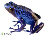 Dendrobates tinctorius 'Azureus' | Blue Poison Dart Frog (Captive Bred)