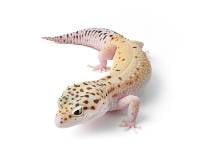 Adult Eclipse Leopard Gecko - Eublepharis macularius (Captive Bred)
