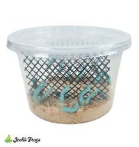 Hornworm Habitat Cup (12 count cup)