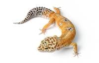 Adult Hypo/Hypo Tangerine Leopard Gecko - Eublepharis macularius (Captive Bred)