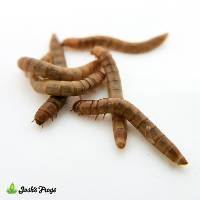 Mealworms (500 Count)