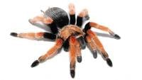 Mexican Fire Leg Tarantula - Brachypelma boehmei | 2 inch (Captive Bred)