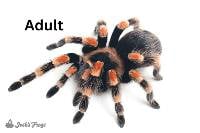Mexican Red Knee Tarantula - Brachypelma hamorii | 2 inch (Captive Bred)