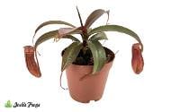 Nepenthes 'Rebecca Soper' Pitcher Plant