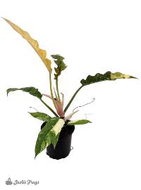 Philodendron 'Ring of Fire' (4 inch pot)