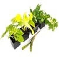 Vivarium Plant Kits