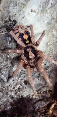 Pumpkin Patch Tarantula - Hapalopus formosus | 1 inch (Captive Bred)