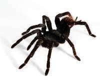 Steely Blue Leg Birdeater Tarantula - Pamphobeteus antinous | 2 inch (Captive Bred)
