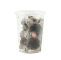 1" Adult Banded Cricket Cup (60 count)