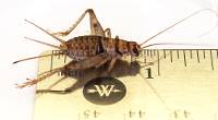 1" Adult Banded Crickets (250 Count)