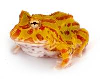 Albino Pac-Man Frog - Ceratophrys cranwelli (Captive Bred)