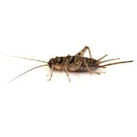 3/4" Banded Crickets (500 Count)