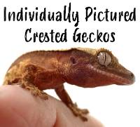Crested Gecko - Correlophus ciliatus (Individually Pictured)