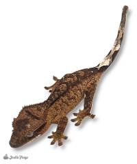 Crested Gecko - Correlophus ciliatus 'Brindle' (Keeper's Choice)