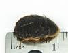 3/4" - 1" Large Dubia Roaches (1000 Count)