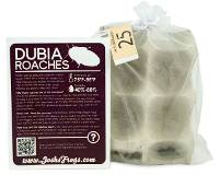 1/4" - 3/8" Small Dubia Roaches (25 count)