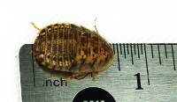 1/2" - 3/4" Medium Dubia Roaches (25 count)