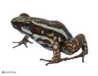 Epipedobates tricolor 'Cielito' | Phantasmal Poison Dart Frog (Captive Bred)
