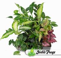 Foliage Plant Bundle (5 pack)